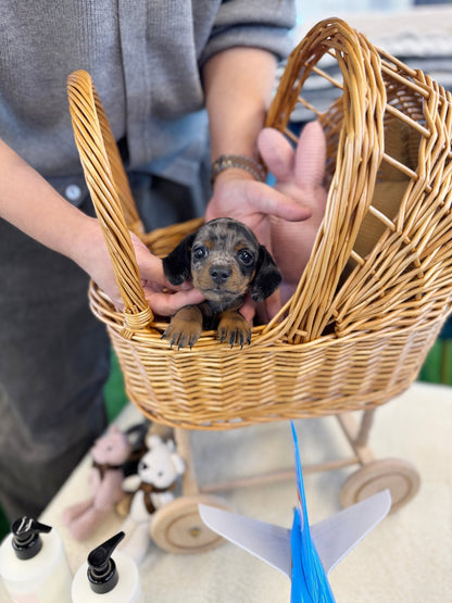 Dachshund - Jazz(Male) - Beautiful puppy teacup puppy with adorable features available for adoption from Velydog