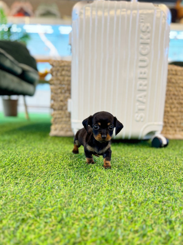 Dachshund - Ming ming(Female) - Beautiful puppy teacup puppy with adorable features available for adoption from Velydog