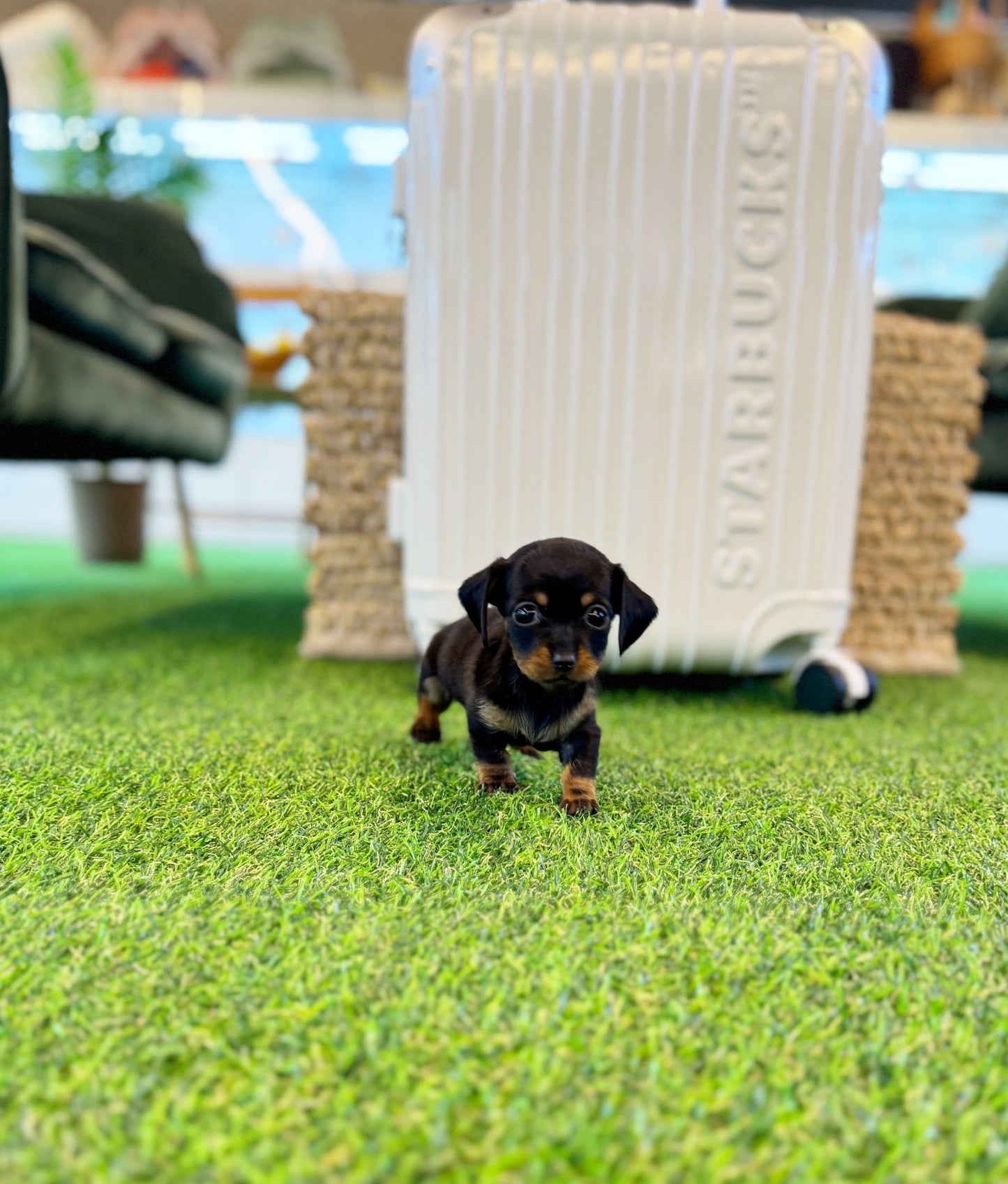 Dachshund - Ming ming(Female) - Beautiful puppy teacup puppy with adorable features available for adoption from Velydog