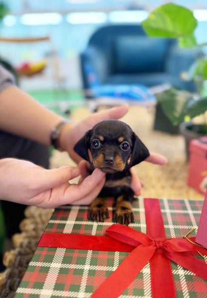 Dachshund - Ming ming(Female) - Beautiful puppy teacup puppy with adorable features available for adoption from Velydog