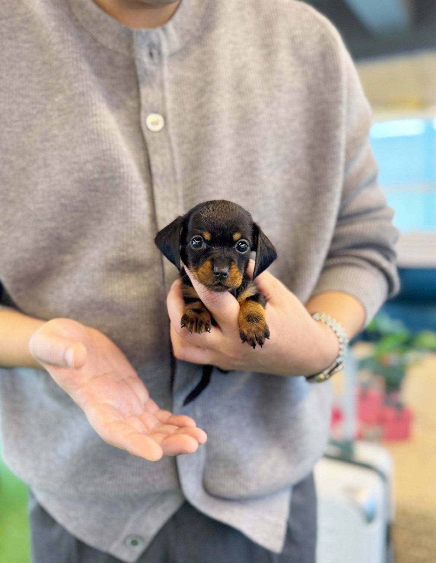 Dachshund - Ming ming(Female) - Beautiful puppy teacup puppy with adorable features available for adoption from Velydog