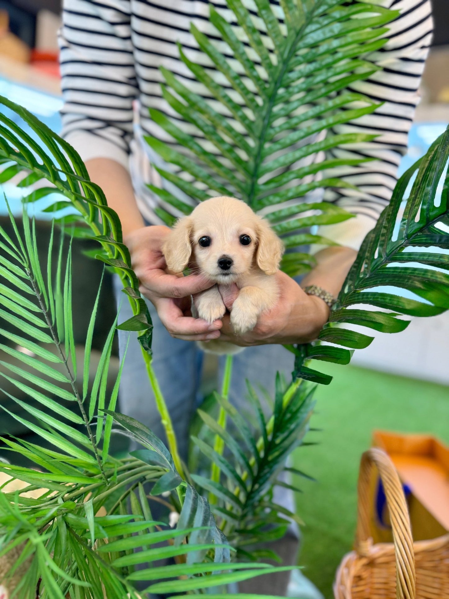 Dachshund - Pie(Female) - Beautiful puppy teacup puppy with adorable features available for adoption from Velydog