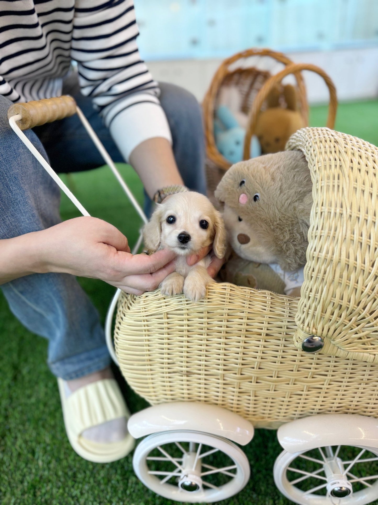 Dachshund - Pie(Female) - Beautiful puppy teacup puppy with adorable features available for adoption from Velydog