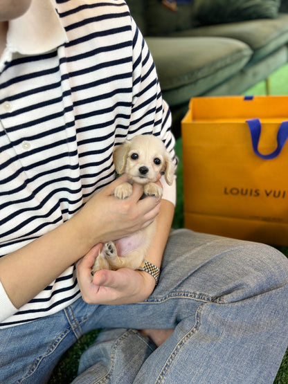 Dachshund - Pie(Female) - Beautiful puppy teacup puppy with adorable features available for adoption from Velydog