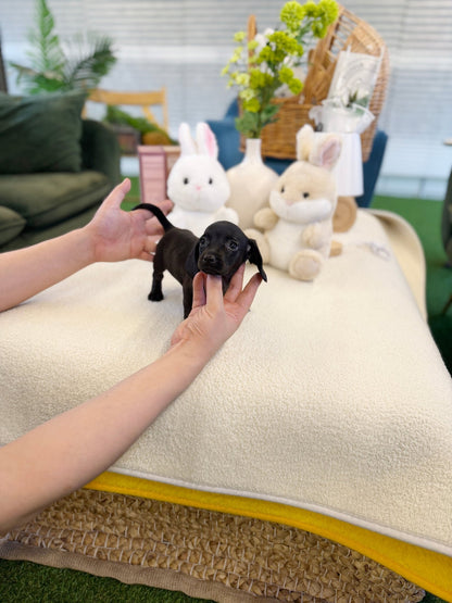 Dachshund - Velvet(Female) - Beautiful puppy teacup puppy with adorable features available for adoption from Velydog