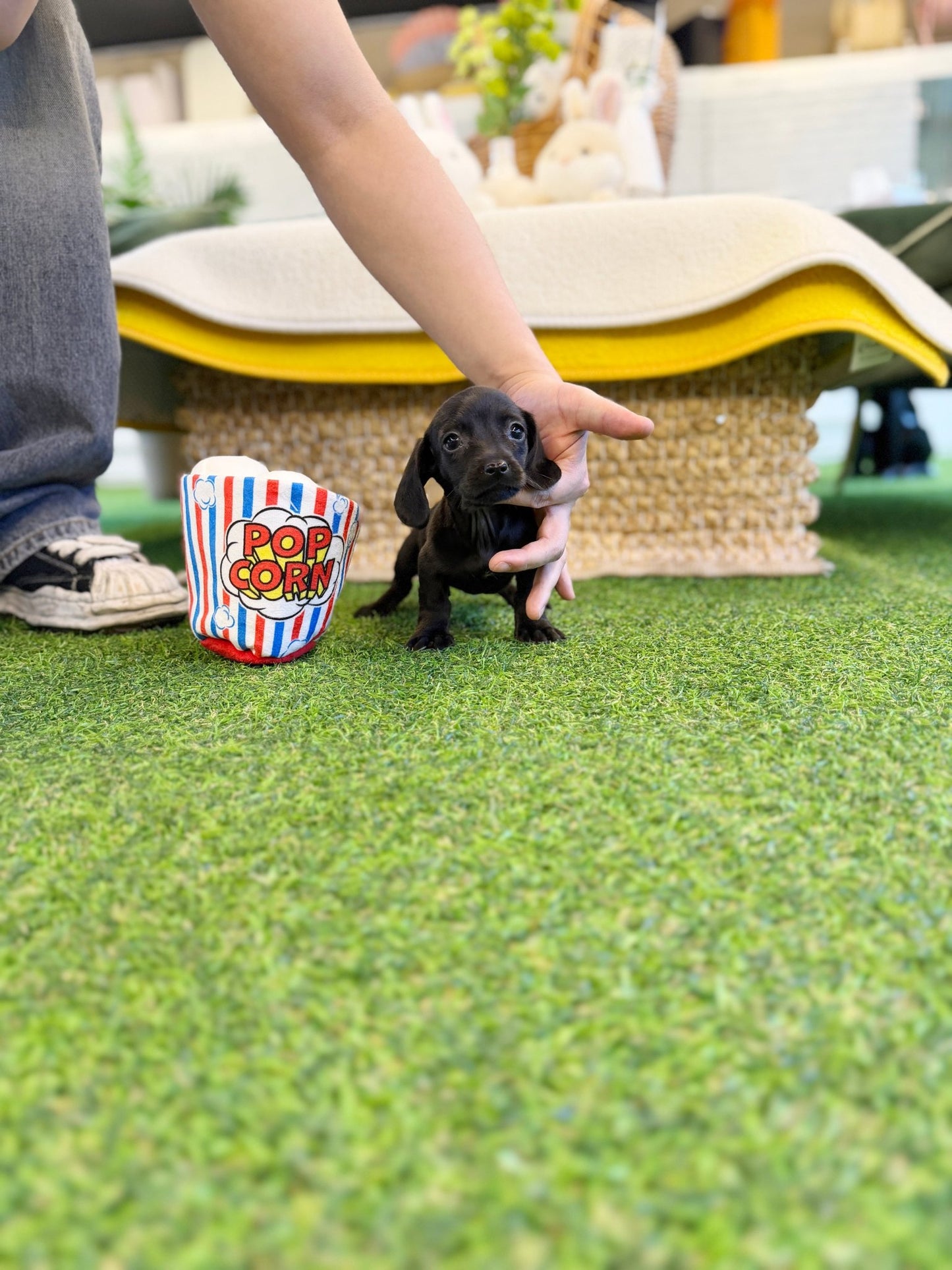 Dachshund - Velvet(Female) - Beautiful puppy teacup puppy with adorable features available for adoption from Velydog