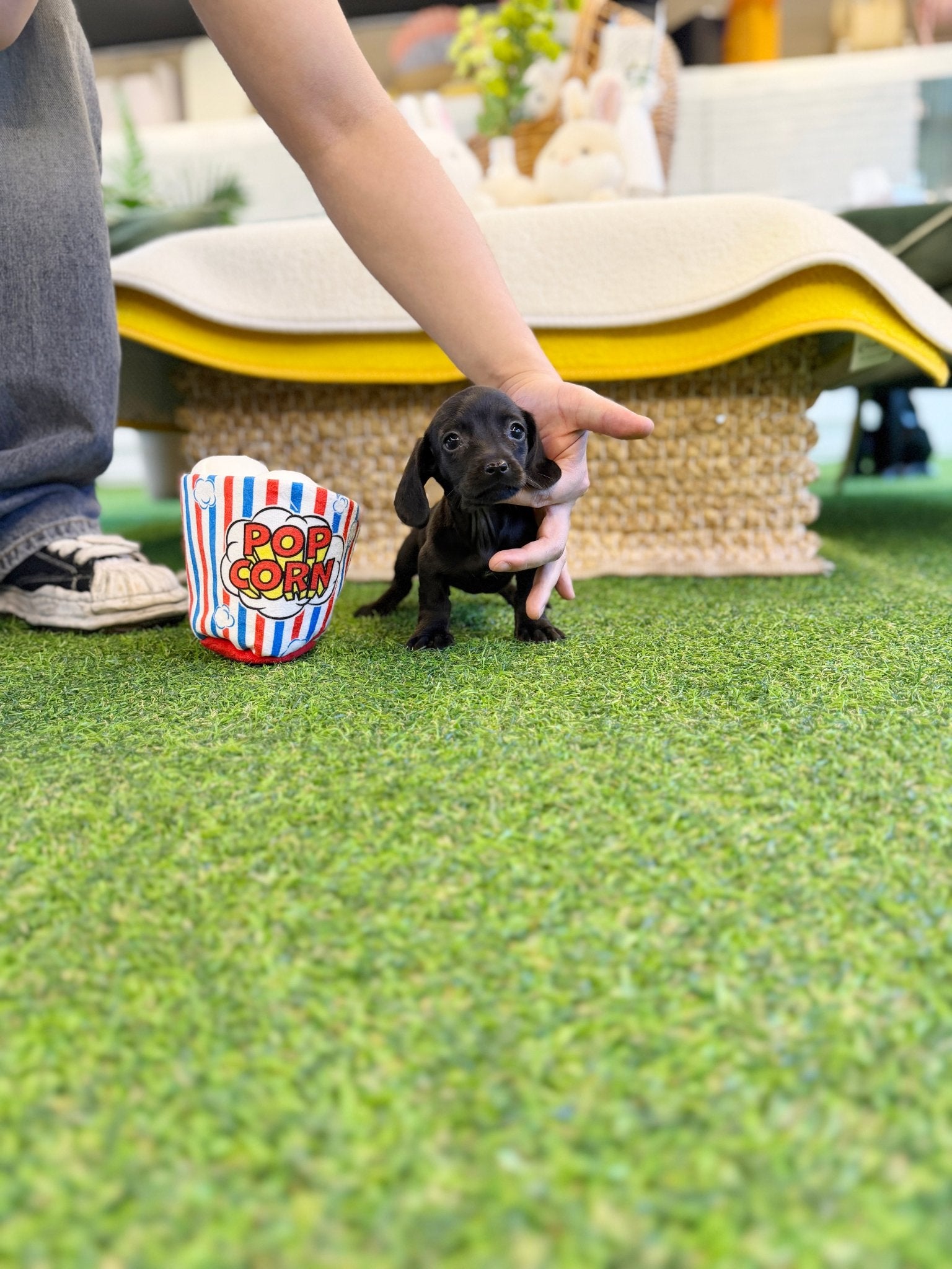 Dachshund - Velvet(Female) - Beautiful puppy teacup puppy with adorable features available for adoption from Velydog