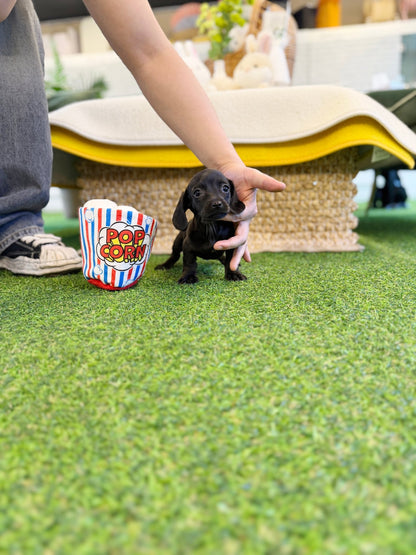 Dachshund - Velvet(Female) - Beautiful puppy teacup puppy with adorable features available for adoption from Velydog