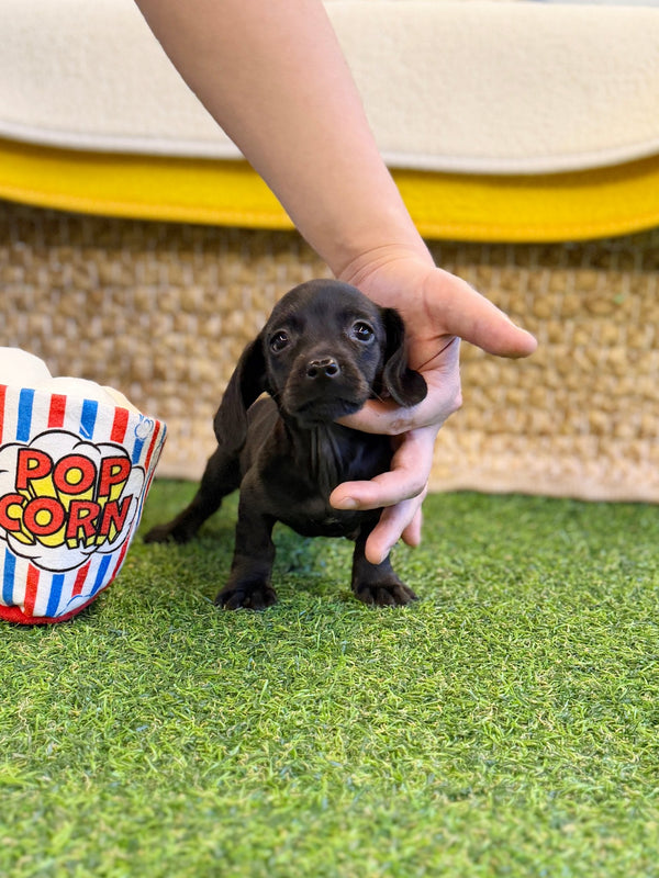Dachshund - Velvet(Female) - Beautiful puppy teacup puppy with adorable features available for adoption from Velydog