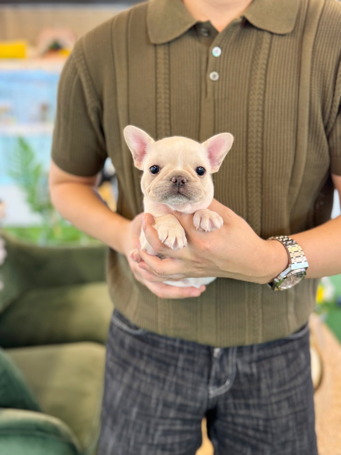 French Bulldog - Atom(Male) - Beautiful puppy teacup puppy with adorable features available for adoption from Velydog