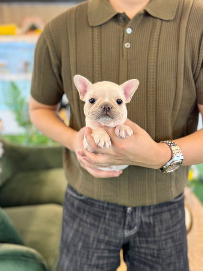 French Bulldog - Atom(Male) - Beautiful puppy teacup puppy with adorable features available for adoption from Velydog