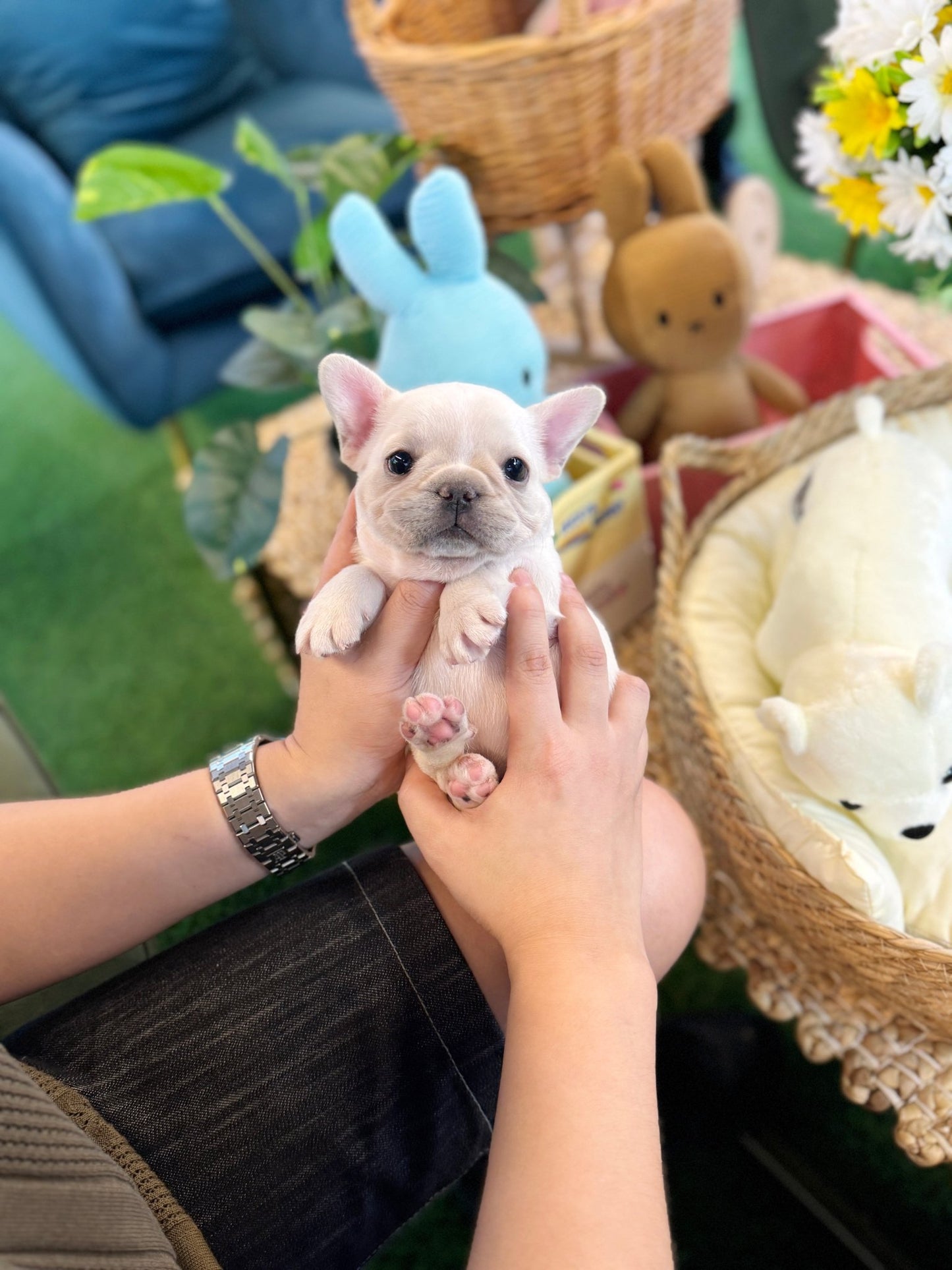 French Bulldog - Atom(Male) - Beautiful puppy teacup puppy with adorable features available for adoption from Velydog