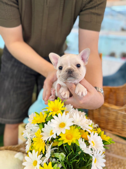 French Bulldog - Atom(Male) - Beautiful puppy teacup puppy with adorable features available for adoption from Velydog