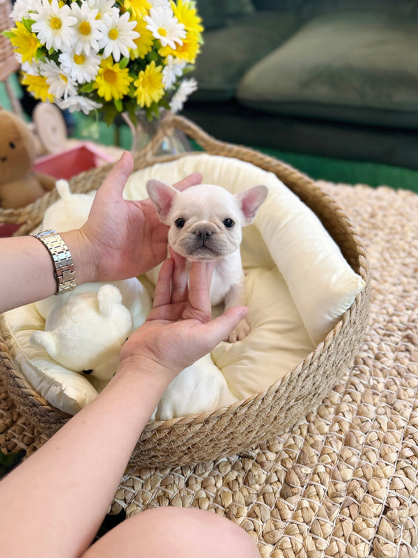 French Bulldog - Atom(Male) - Beautiful puppy teacup puppy with adorable features available for adoption from Velydog
