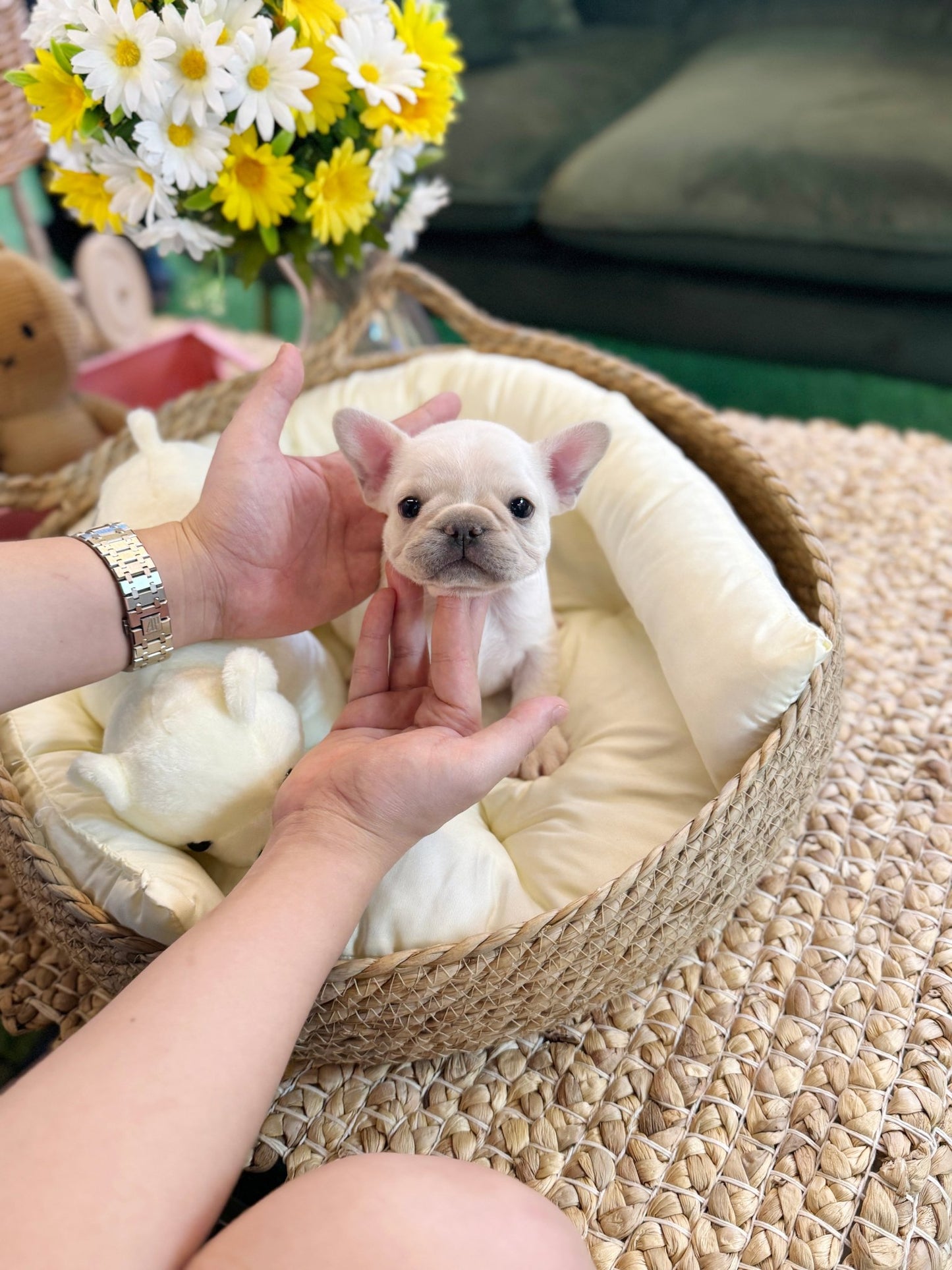 French Bulldog - Atom(Male) - Beautiful puppy teacup puppy with adorable features available for adoption from Velydog
