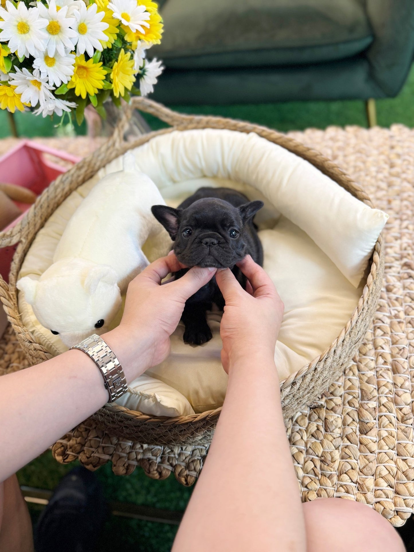 French Bulldog - Boochi(Female) - Beautiful puppy teacup puppy with adorable features available for adoption from Velydog