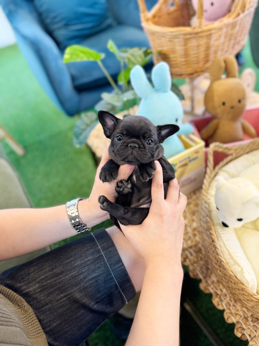 French Bulldog - Boochi(Female) - Beautiful puppy teacup puppy with adorable features available for adoption from Velydog
