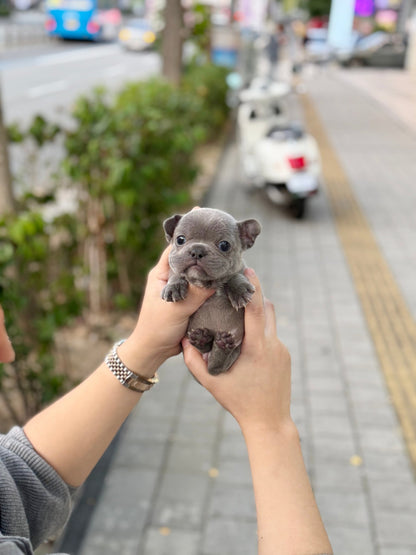 French Bulldog - Fubao(Male) - Beautiful puppy teacup puppy with adorable features available for adoption from Velydog