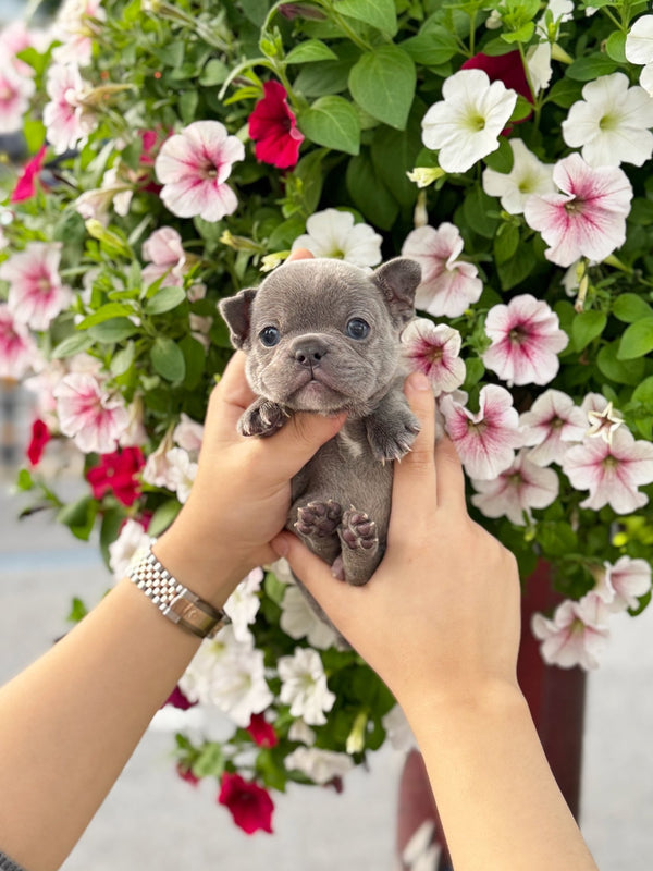 French Bulldog - Fubao(Male) - Beautiful puppy teacup puppy with adorable features available for adoption from Velydog