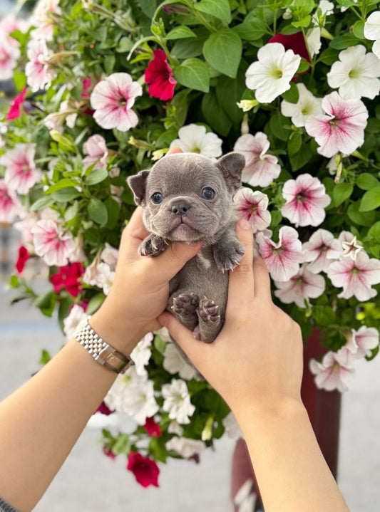 French Bulldog - Fubao(Male) - Beautiful puppy teacup puppy with adorable features available for adoption from Velydog