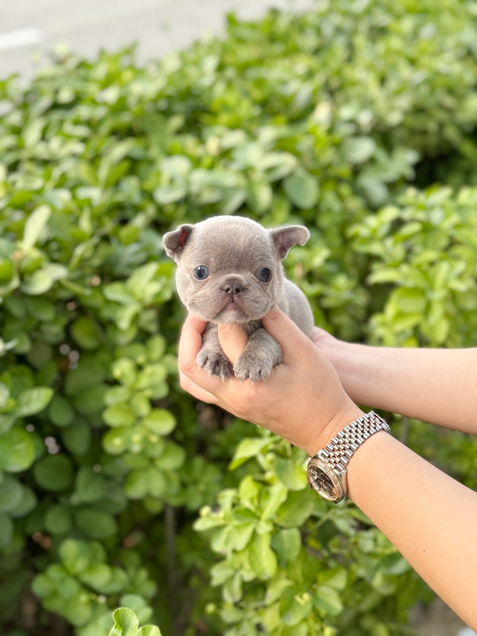 French Bulldog - Fubao(Male) - Beautiful puppy teacup puppy with adorable features available for adoption from Velydog