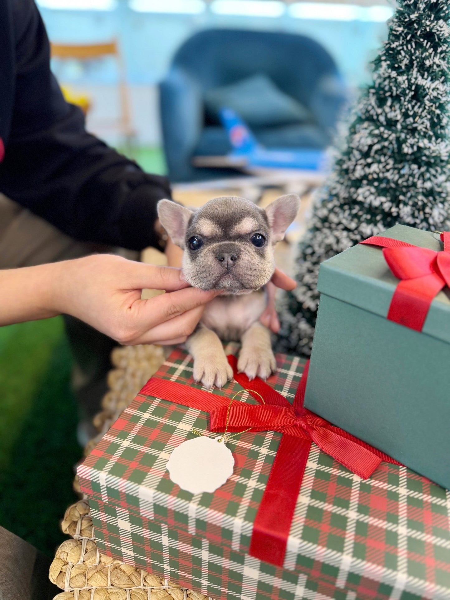 French Bulldog - King(Male) - Beautiful puppy teacup puppy with adorable features available for adoption from Velydog