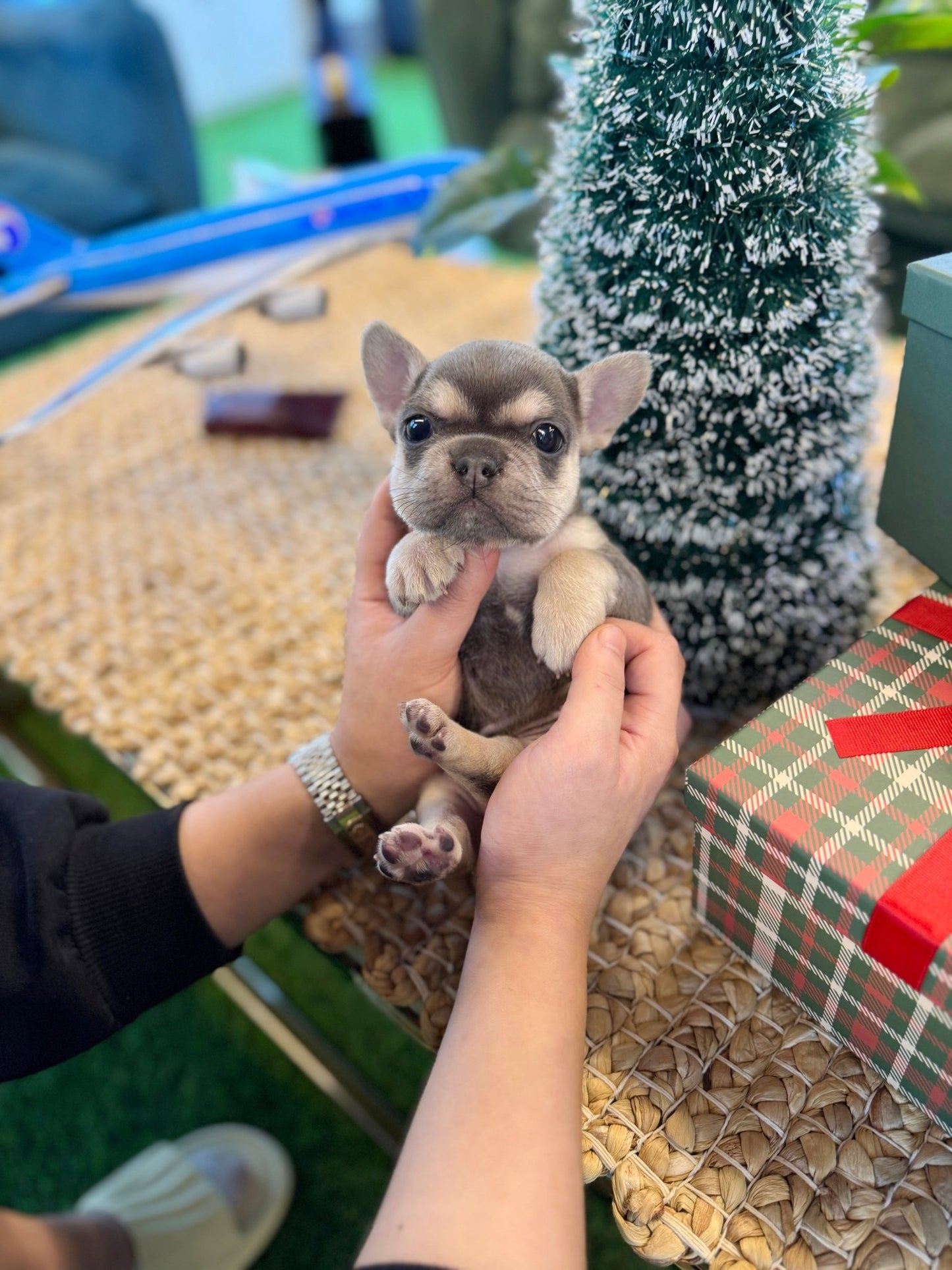 French Bulldog - King(Male) - Beautiful puppy teacup puppy with adorable features available for adoption from Velydog