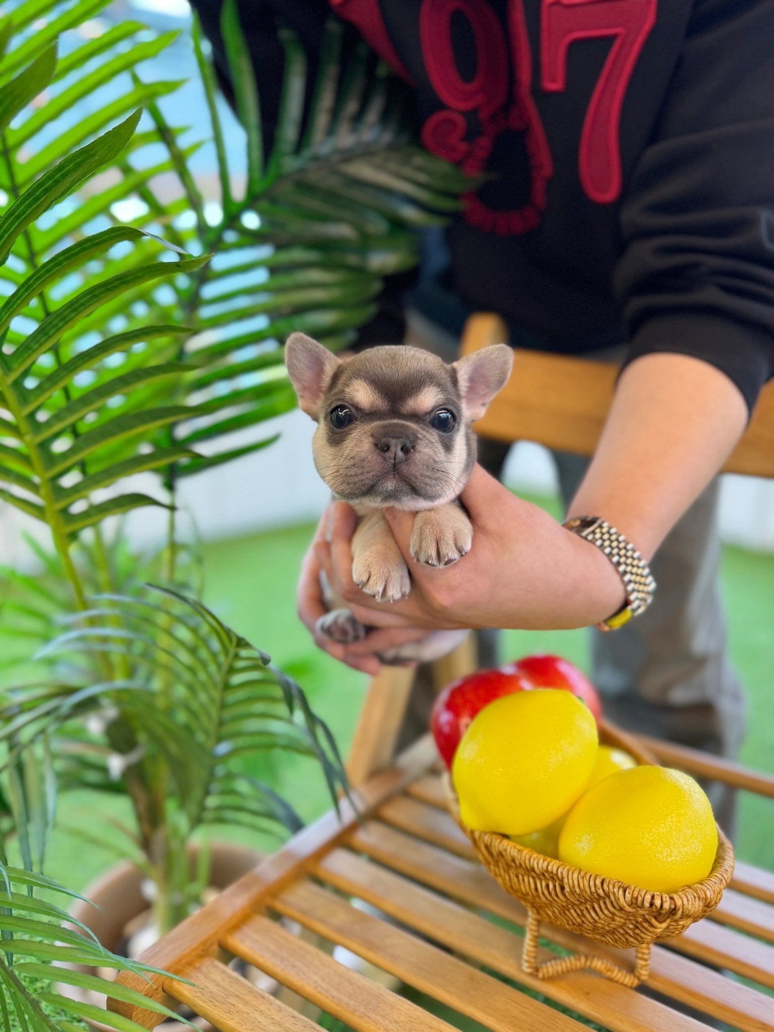 French Bulldog - King(Male) - Beautiful puppy teacup puppy with adorable features available for adoption from Velydog