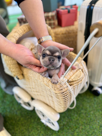 French Bulldog - King(Male) - Beautiful puppy teacup puppy with adorable features available for adoption from Velydog