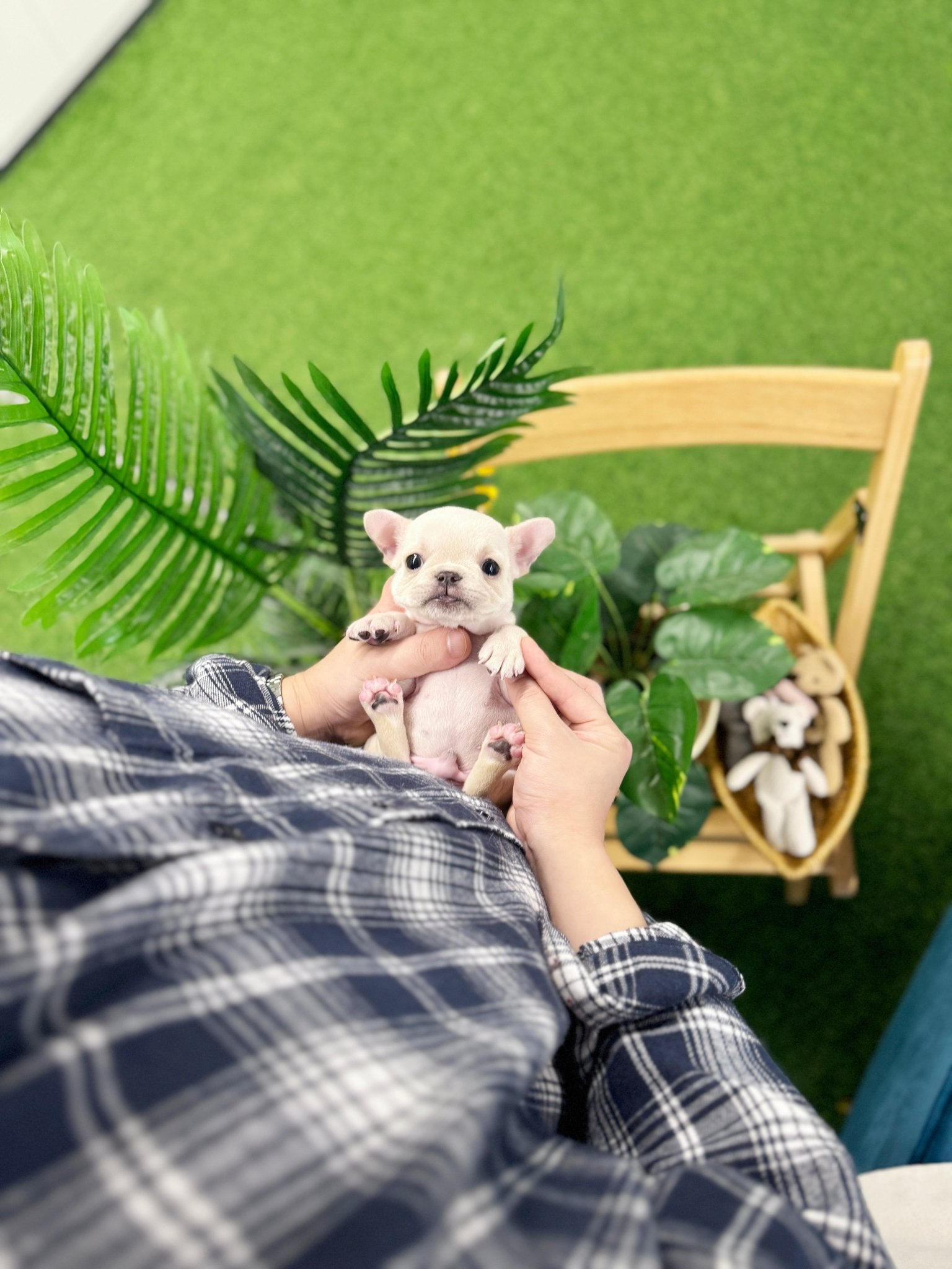 French Bulldog - Rex(Male) - Beautiful puppy teacup puppy with adorable features available for adoption from Velydog