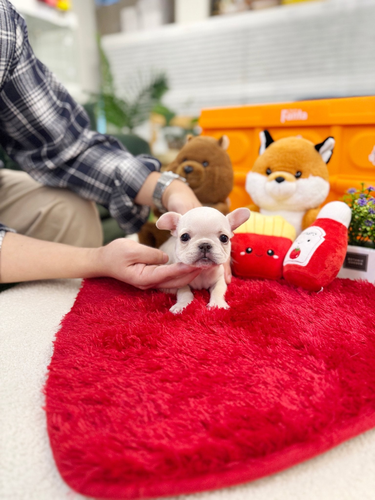 French Bulldog - Rex(Male) - Beautiful puppy teacup puppy with adorable features available for adoption from Velydog