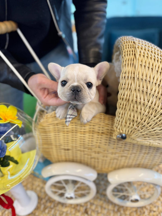 French Bulldog - Yuri(Female) - Beautiful puppy teacup puppy with adorable features available for adoption from Velydog