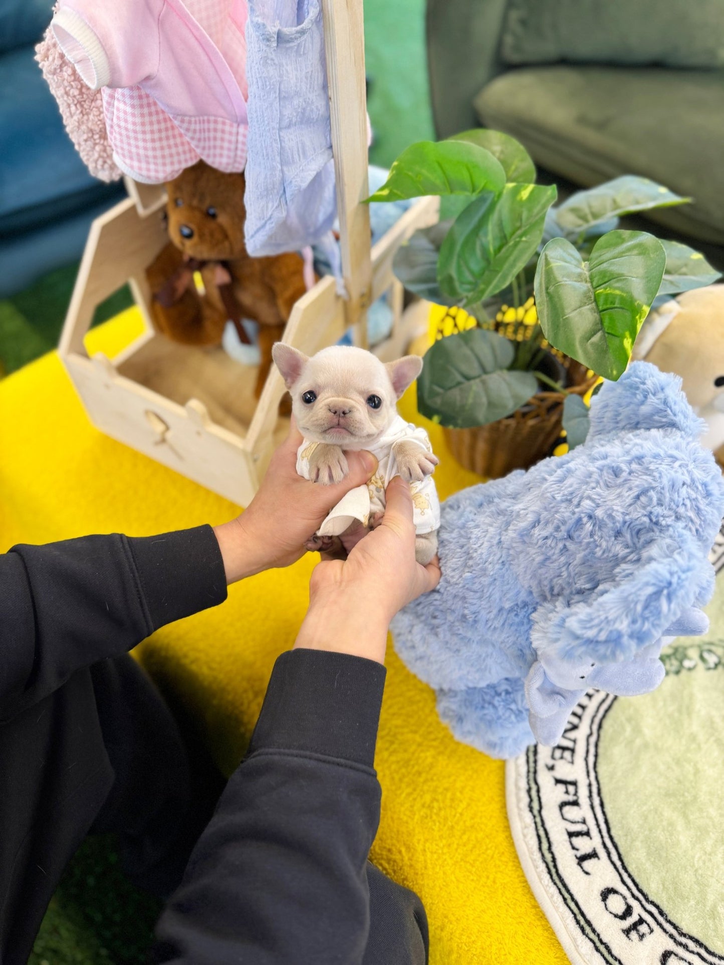 Frenchie - Colar(Female) - Beautiful puppy teacup puppy with adorable features available for adoption from Velydog
