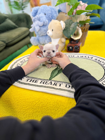 Frenchie - Colar(Female) - Beautiful puppy teacup puppy with adorable features available for adoption from Velydog