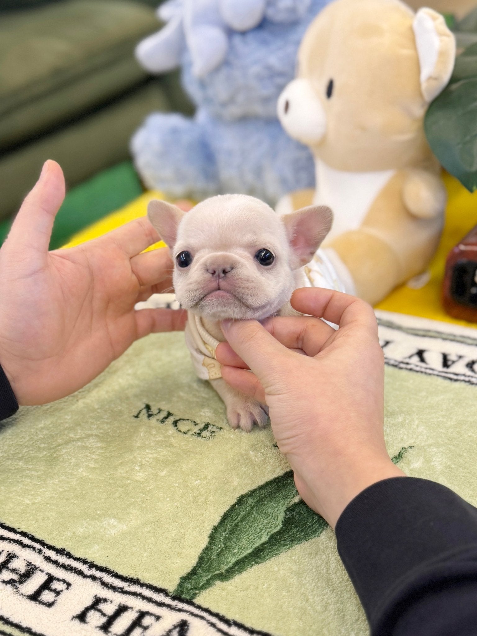 Frenchie - Colar(Female) - Beautiful puppy teacup puppy with adorable features available for adoption from Velydog