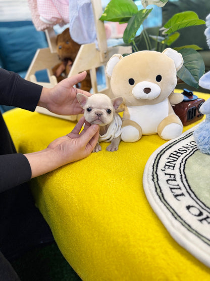 Frenchie - Colar(Female) - Beautiful puppy teacup puppy with adorable features available for adoption from Velydog