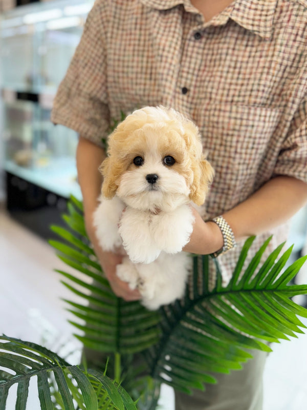 Golden Doodle - Fifi(Female) - Beautiful puppy teacup puppy with adorable features available for adoption from Velydog