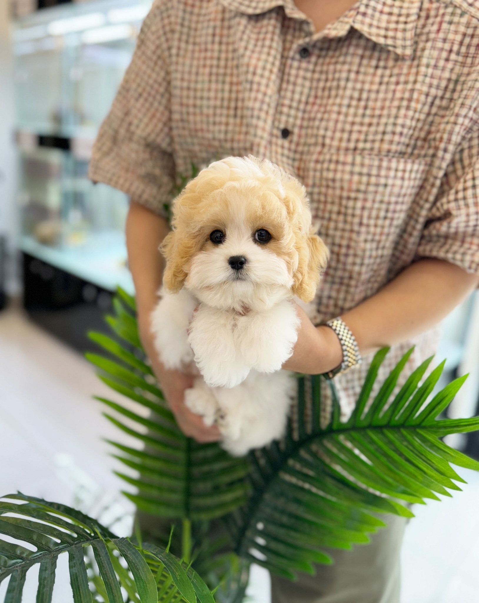 Golden Doodle - Fifi(Female) - Beautiful puppy teacup puppy with adorable features available for adoption from Velydog