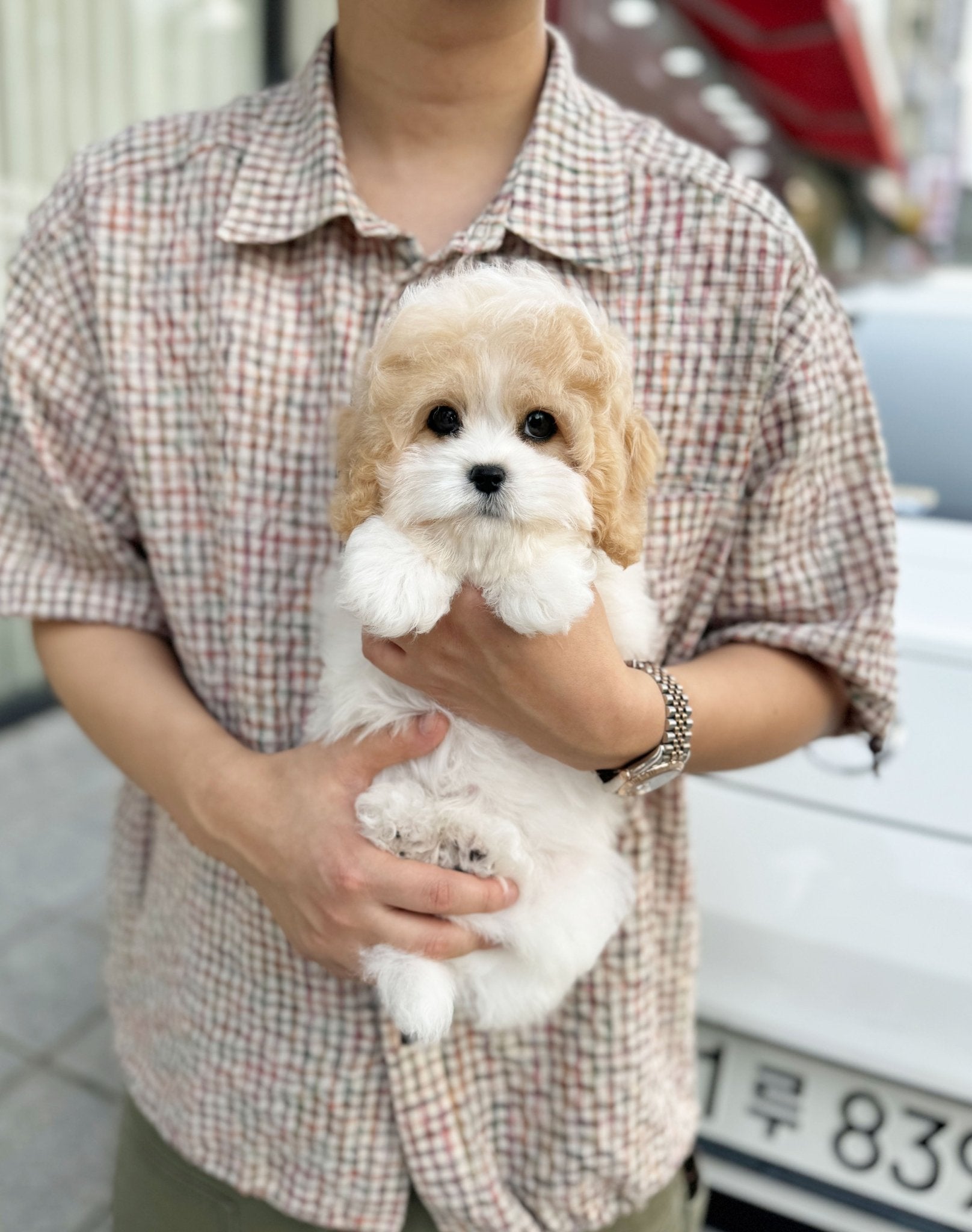 Golden Doodle - Fifi(Female) - Beautiful puppy teacup puppy with adorable features available for adoption from Velydog