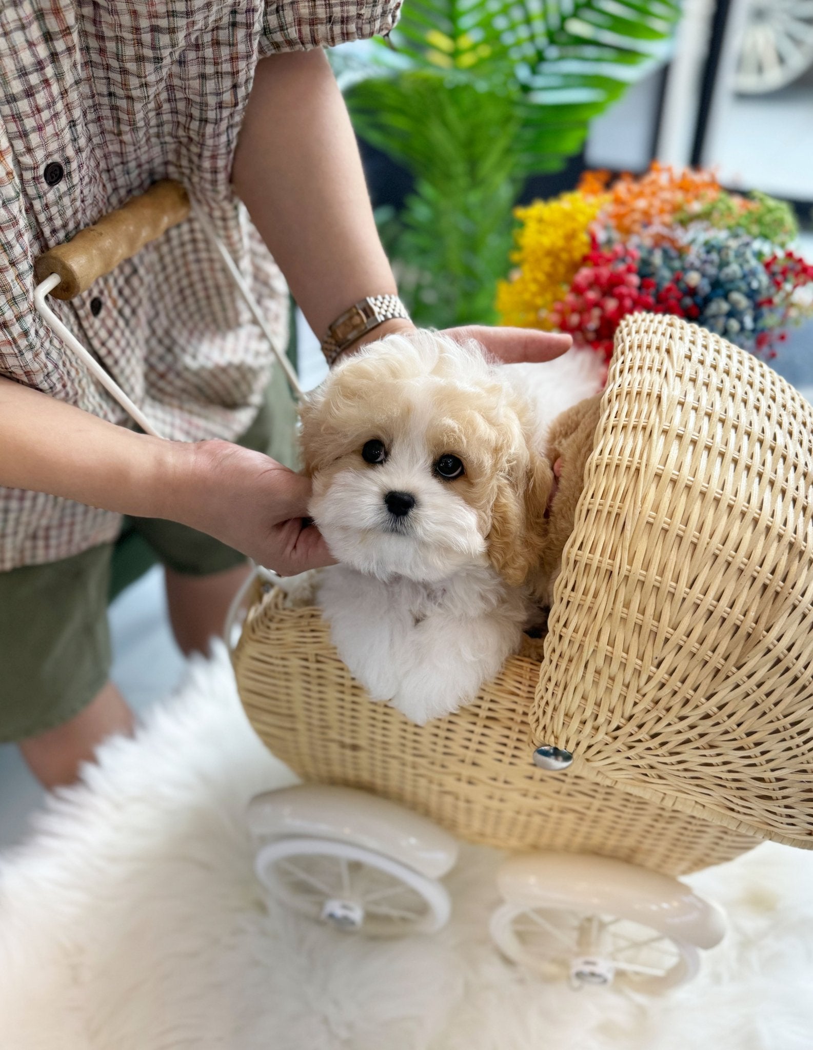 Golden Doodle - Fifi(Female) - Beautiful puppy teacup puppy with adorable features available for adoption from Velydog