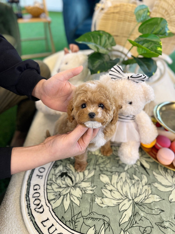 Golden Doodle - Indie(Female) - Beautiful puppy teacup puppy with adorable features available for adoption from Velydog