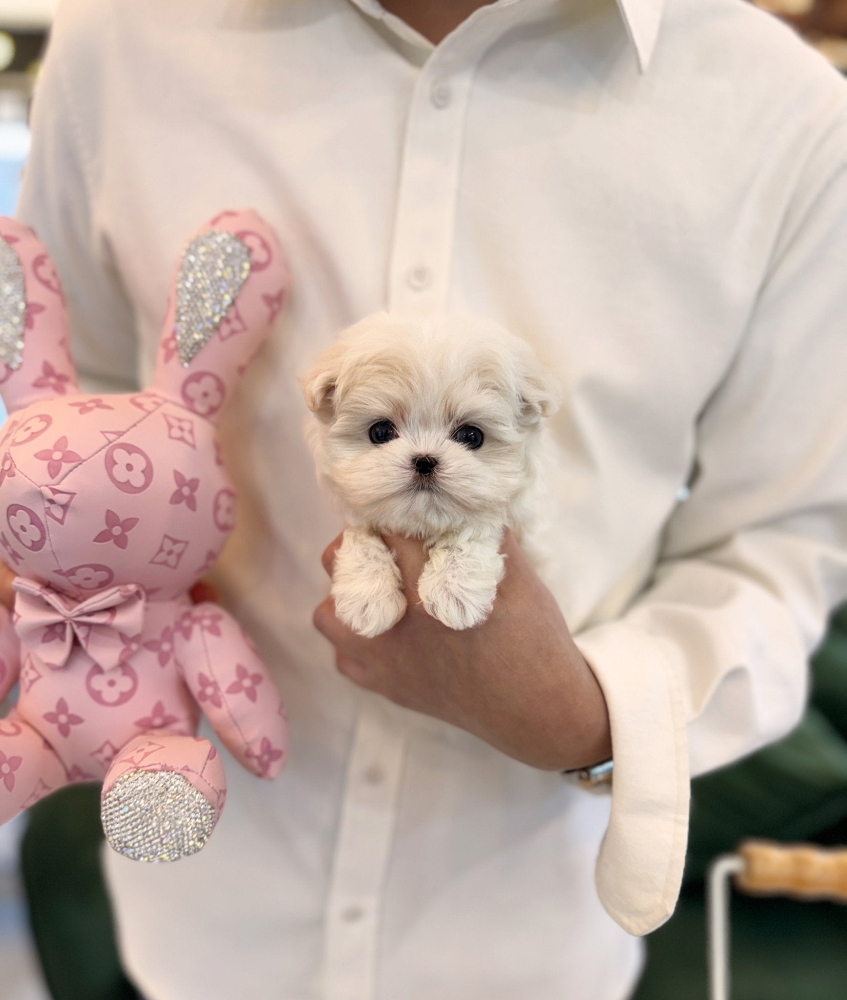 Maltese - Alice(Female) - Beautiful puppy teacup puppy with adorable features available for adoption from Velydog