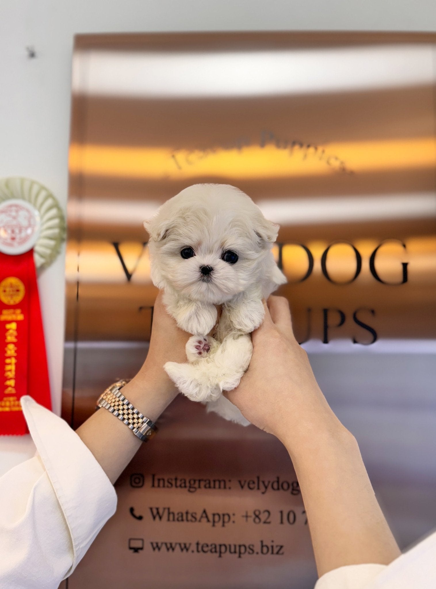 Maltese - Alice(Female) - Beautiful puppy teacup puppy with adorable features available for adoption from Velydog