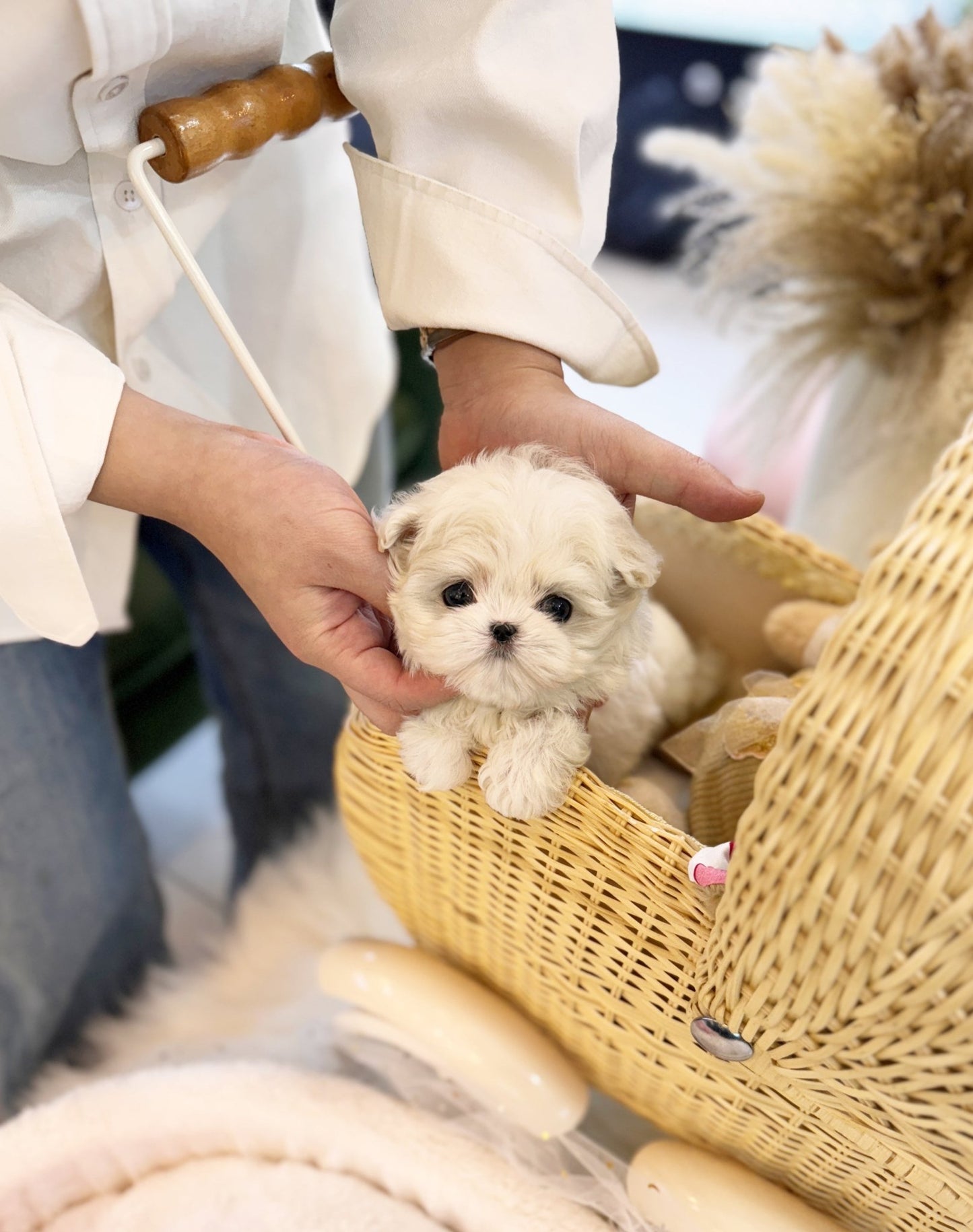 Maltese - Alice(Female) - Beautiful puppy teacup puppy with adorable features available for adoption from Velydog