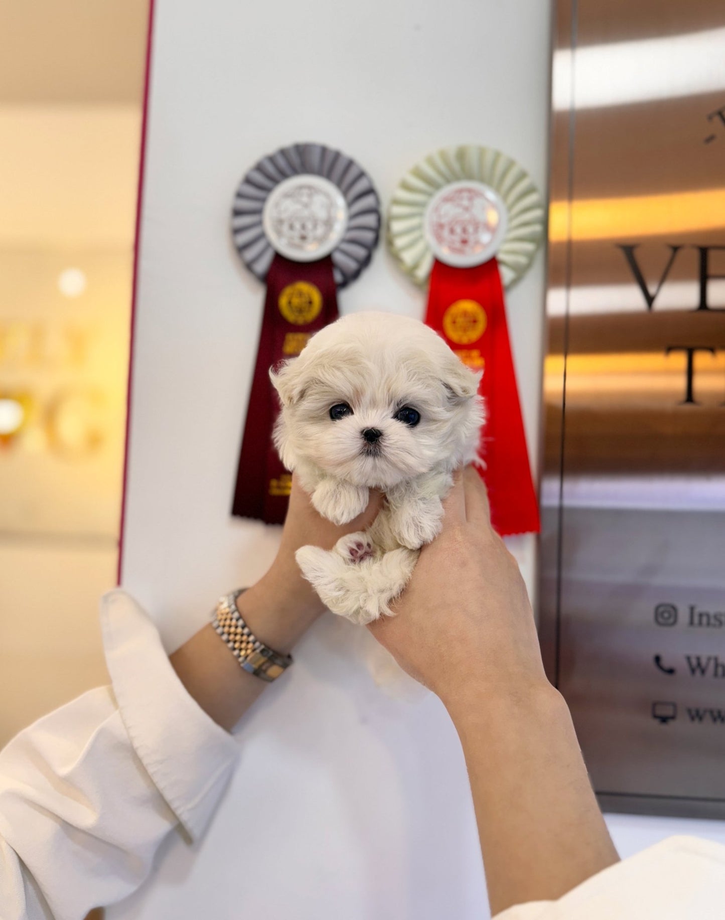 Maltese - Alice(Female) - Beautiful puppy teacup puppy with adorable features available for adoption from Velydog