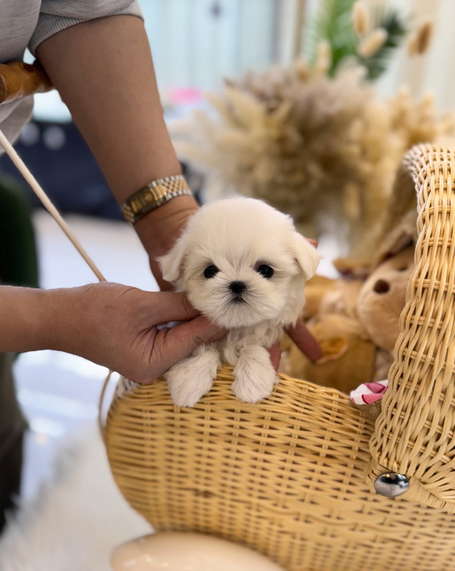 Maltese - Aurora(Female) - Beautiful puppy teacup puppy with adorable features available for adoption from Velydog