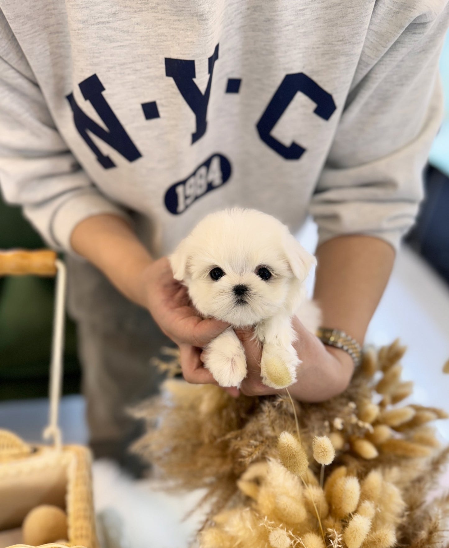 Maltese - Aurora(Female) - Beautiful puppy teacup puppy with adorable features available for adoption from Velydog