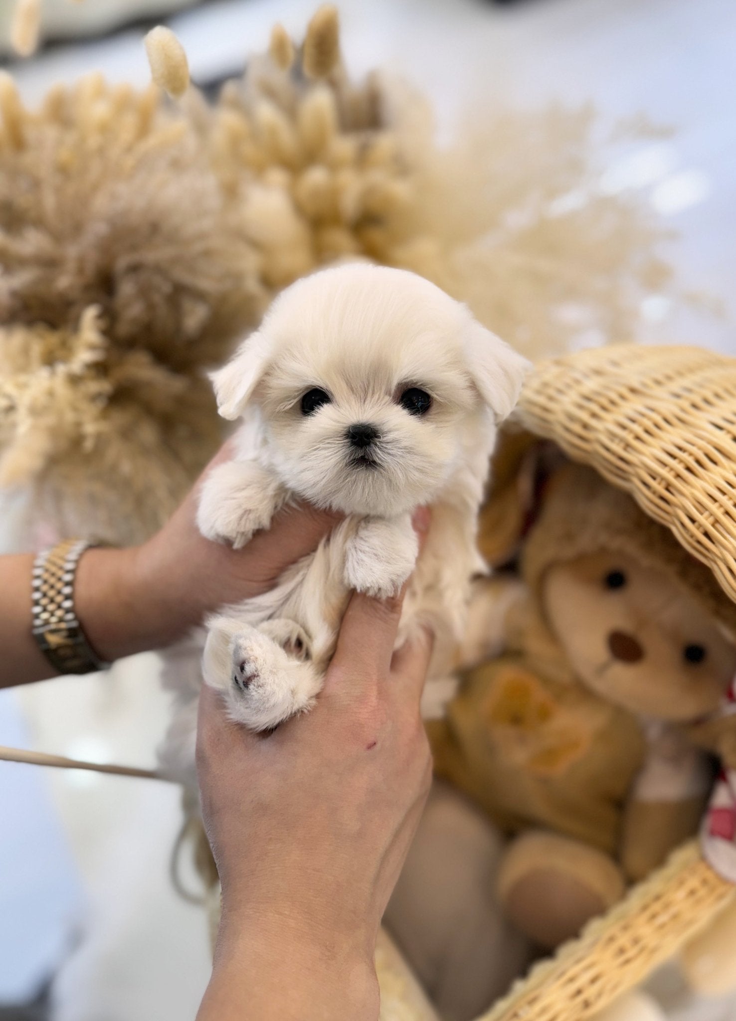 Maltese - Aurora(Female) - Beautiful puppy teacup puppy with adorable features available for adoption from Velydog