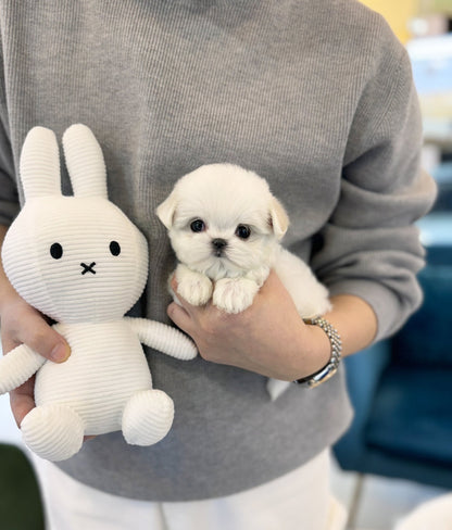 Maltese - Bada(Male) - Beautiful puppy teacup puppy with adorable features available for adoption from Velydog