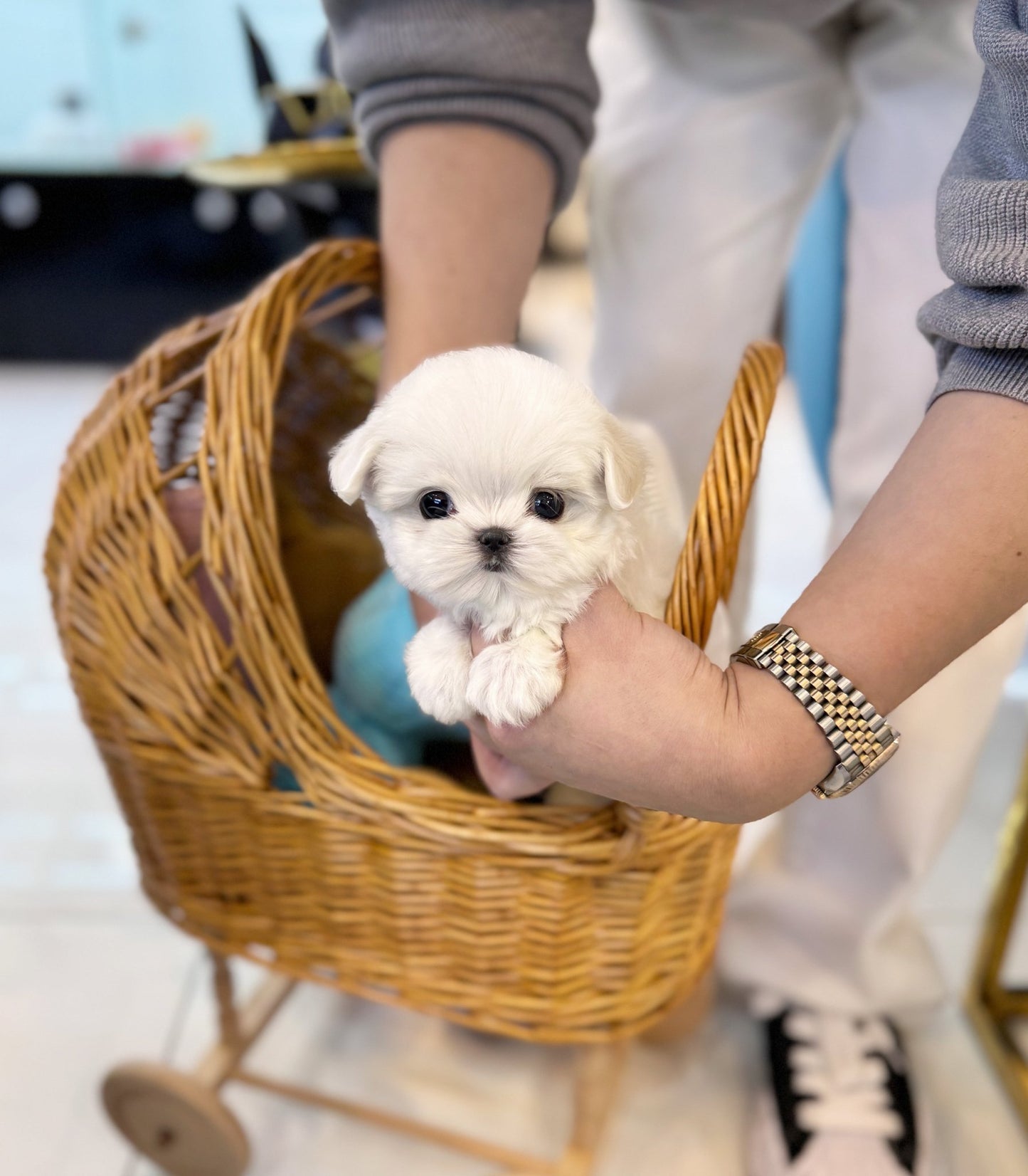 Maltese - Bada(Male) - Beautiful puppy teacup puppy with adorable features available for adoption from Velydog